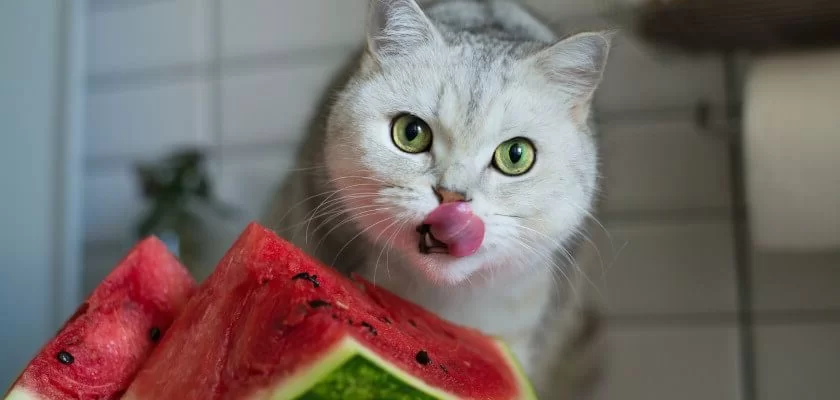 Can Cats Eat Watermelon? Things You Need To Know - Cat Vet Info