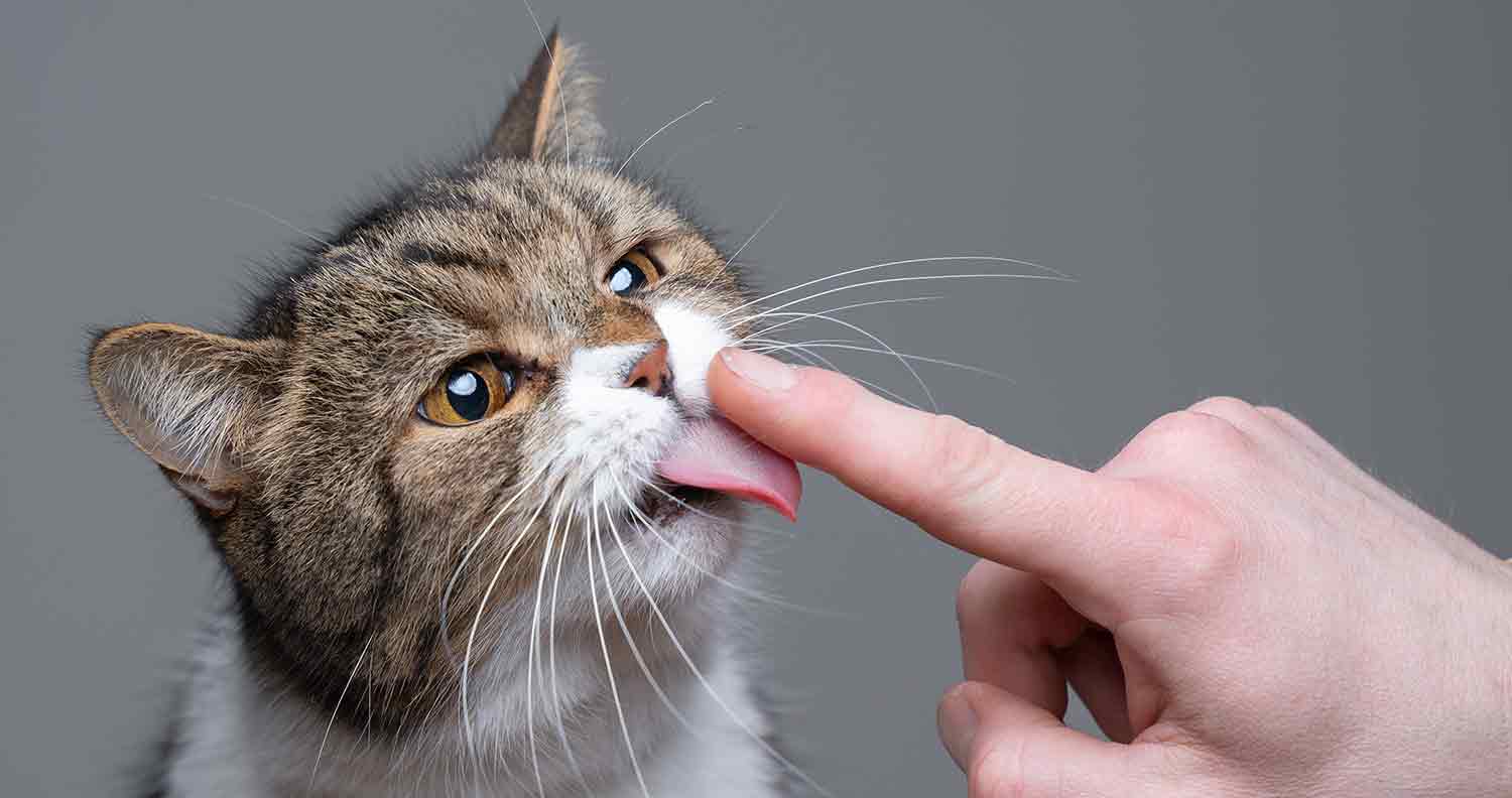 Why Do Cats Lick You When You Pet Them Cat Vet Info