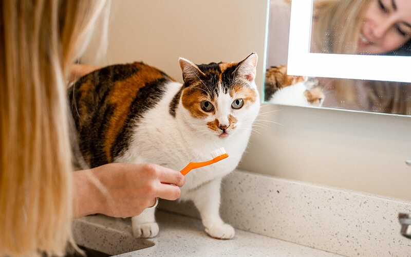 BlogHeader-Feb2020-Cat-Dental