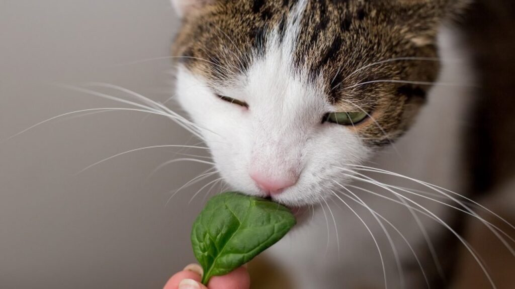 can-cats-eat-spinach-1-1280×720