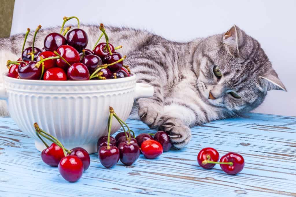 cat-with-cherries-1024×682