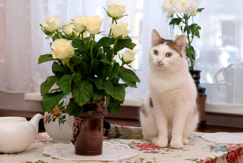 cat-sitting-near-vase-with-white-roses_Nadinelle-Shutterstock